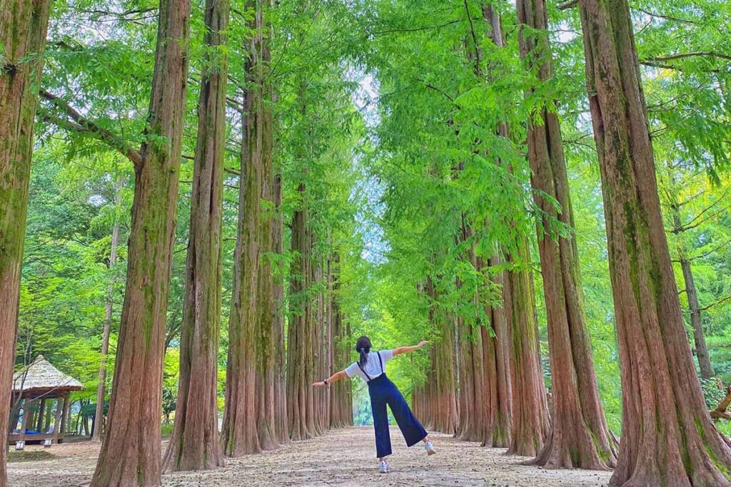 Visitante caminando por un sendero arbolado en Nami Island